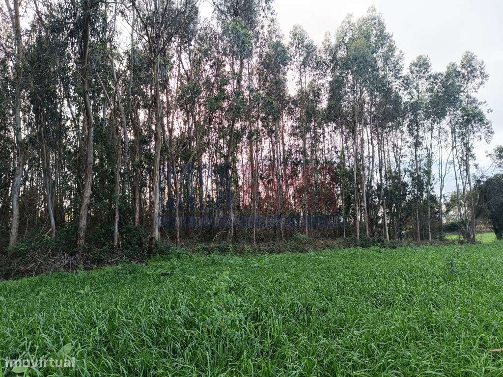 Terreno em Argivai - Póvoa de Varzim - Grande imagem: 2/4