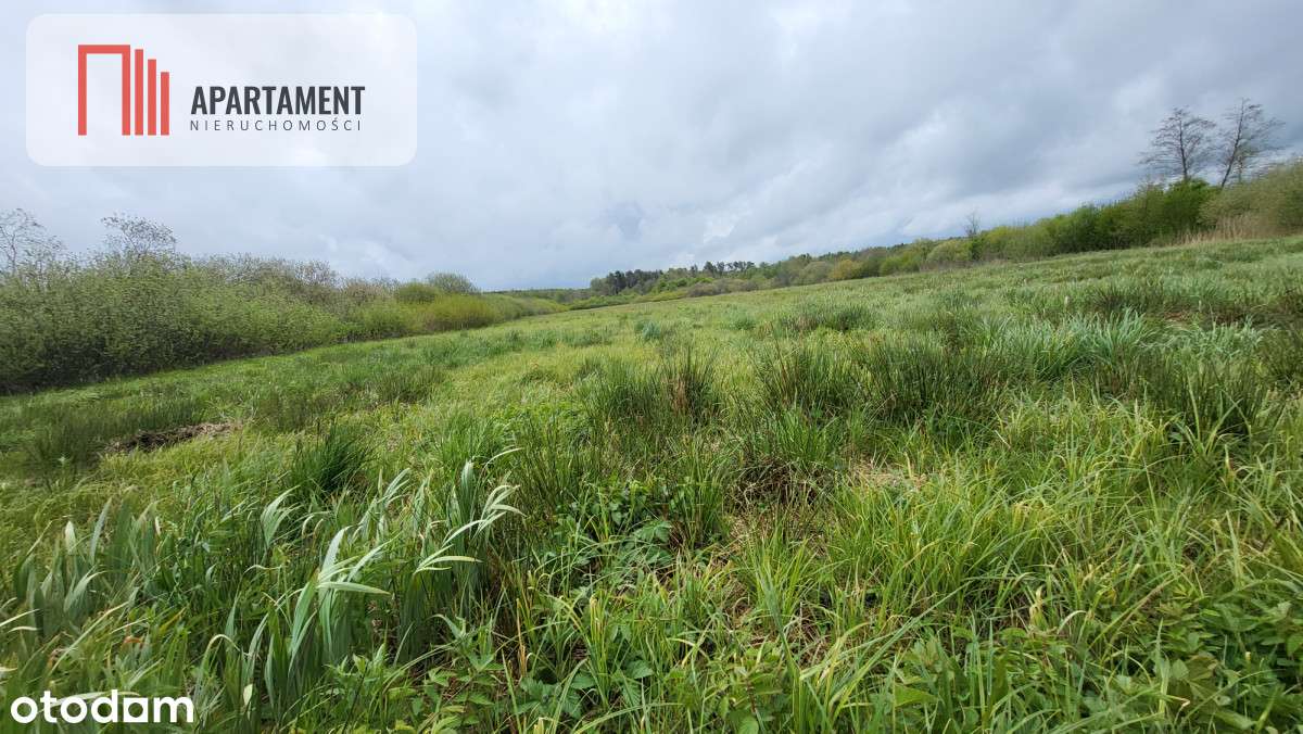 Łąki w Staniewicach, - Pełny obrazek: 5/5