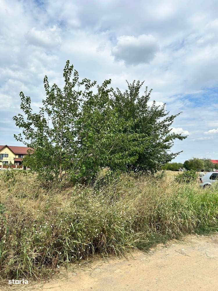 Domnnesti , Viorelelor - Imagine principală: 5/5