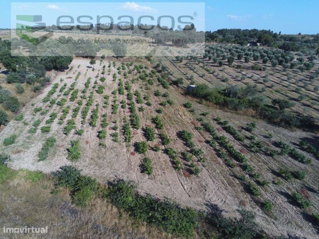 Vinha tradicional murada a pedra - Mata - Grande imagem: 2/5