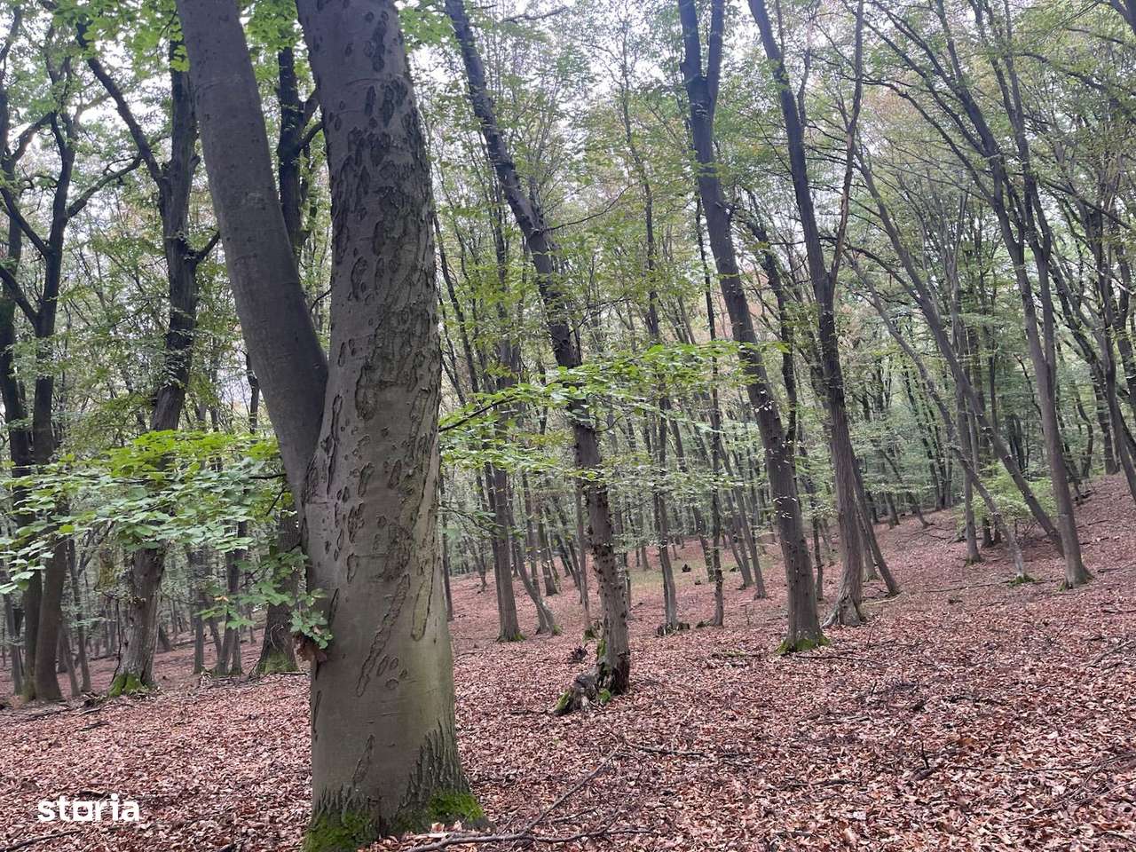 Pădure tânără în Cetatea de Baltă (jud. Alba)-5