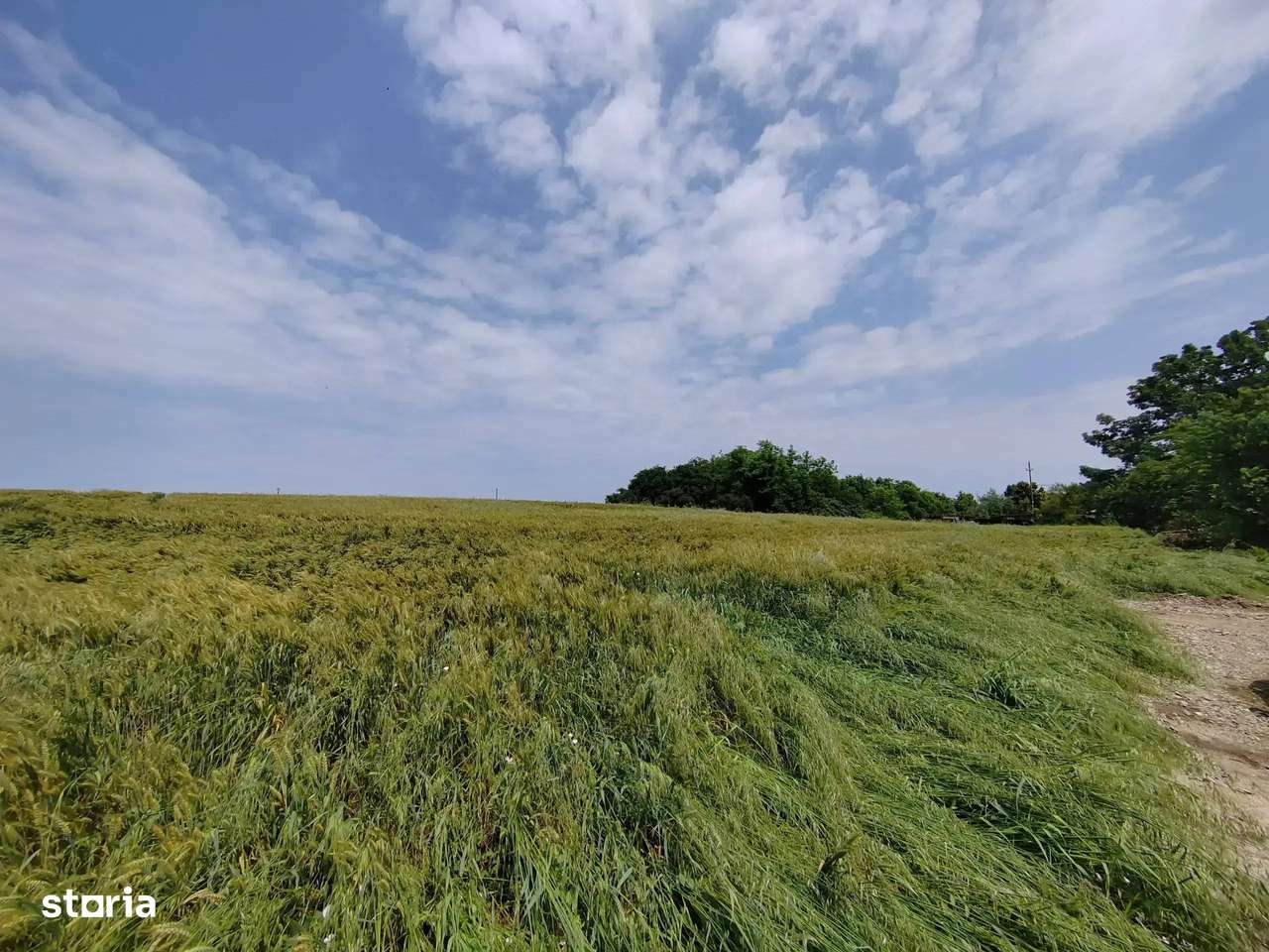 Teren Intravilan Tancabesti 3139mp I Utilitati I Snagov I Parcelabil - Imagine principală: 4/6