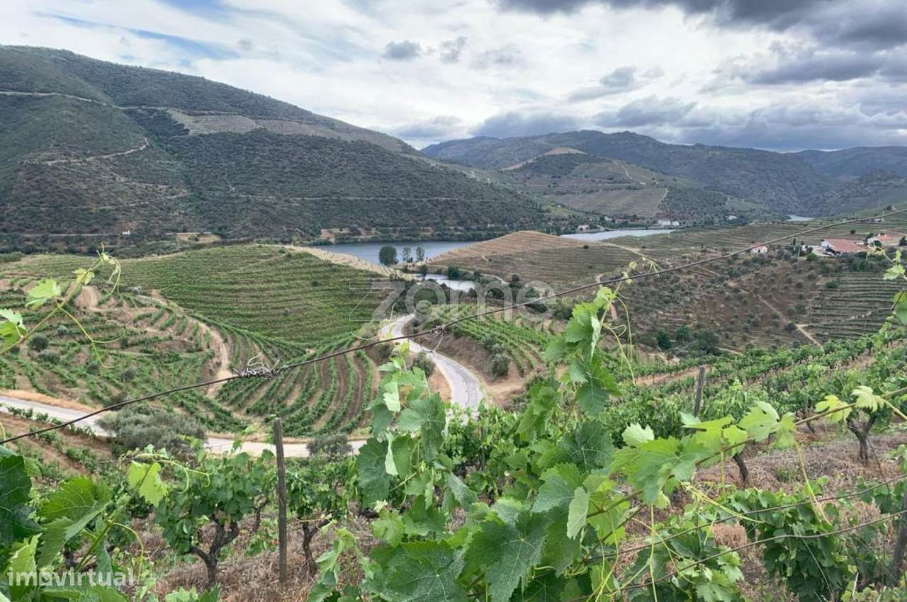 Terrenos com vinhas para produção de Vinho do Porto - Grande imagem: 4/7
