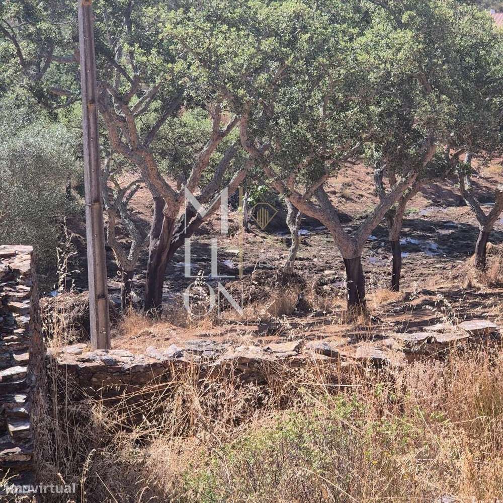 Quintinha para recuperar com uma área de 27 hectares com casa em ruina - Grande imagem: 4/16
