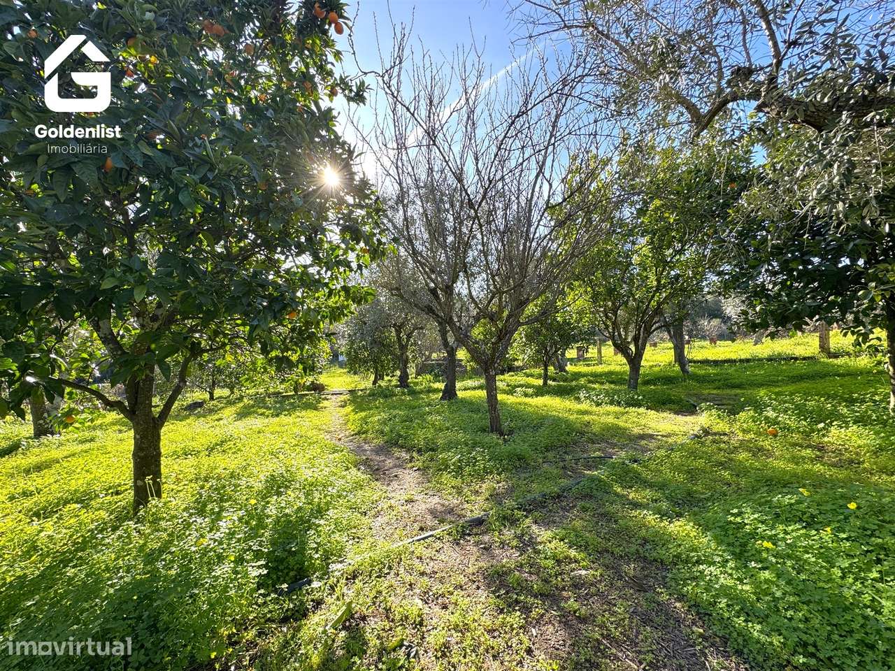Quinta  Venda em Monforte da Beira,Castelo Branco-27