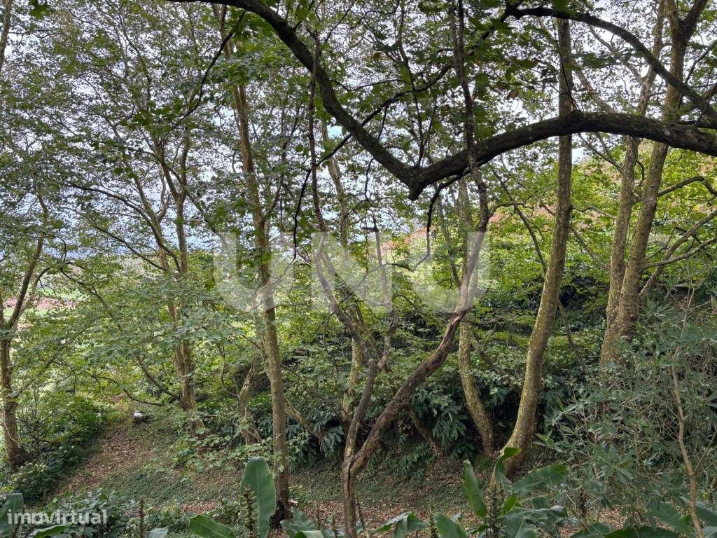 Terreno Rústico - Grande imagem: 3/8