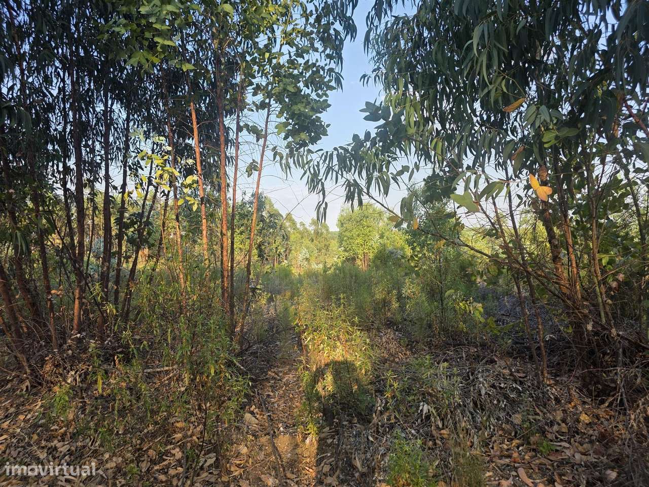 Terreno Rústico - Grande imagem: 4/9