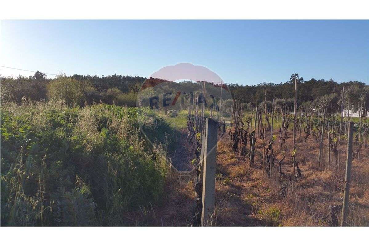 Terreno Rústico com 1740m2, 8Km de Condeixa-a-Nova - Grande imagem: 4/4