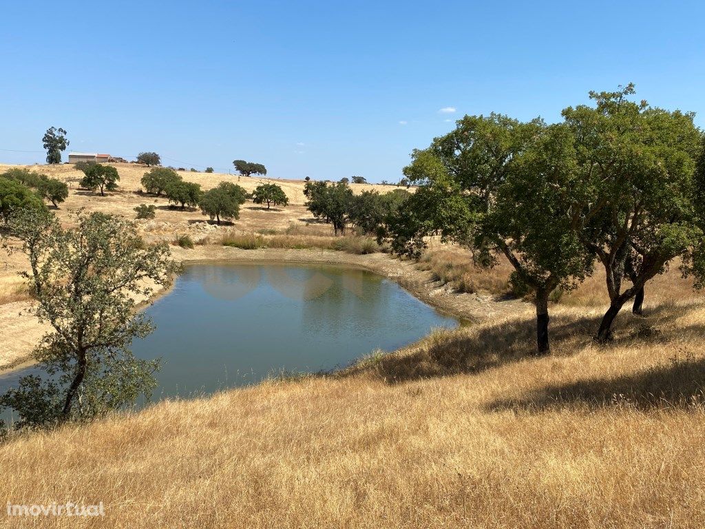 Terreno rustico de 50 Hectares | Plantação de sobreiros |...