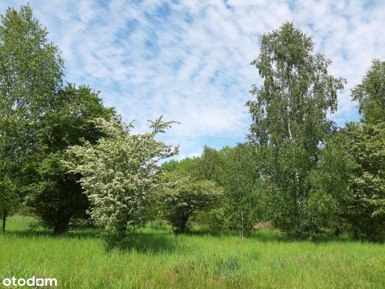 Piastowice, Wągrowiec, Mieścisko - Pełny obrazek: 4/14