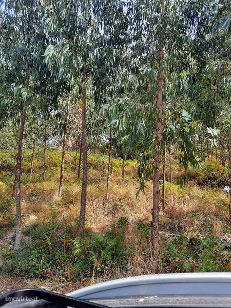 2 terrenos c/casas-Matos Pampillhal-C.Bonjardim-Sertã-Preço negociável - Grande imagem: 5/6