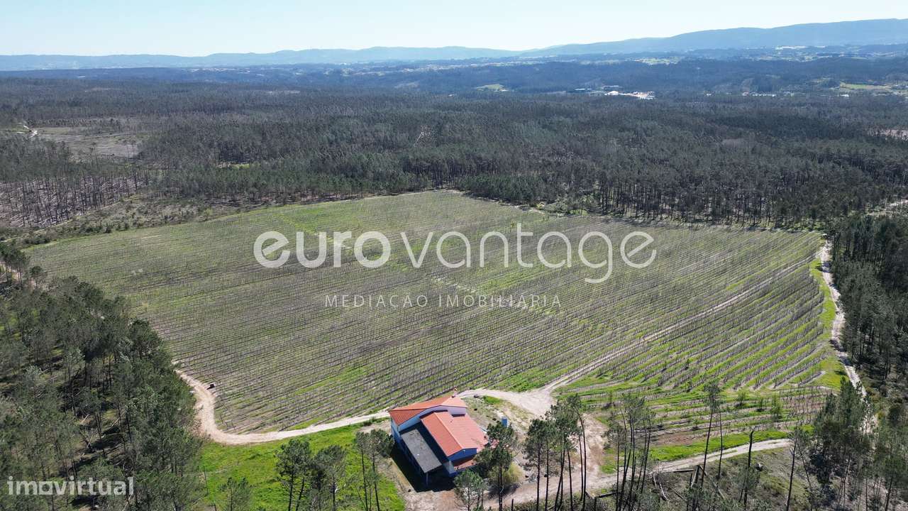 Quinta com Pomar e Moradia em Alpedriz – Alcobaça - Grande imagem: 4/8