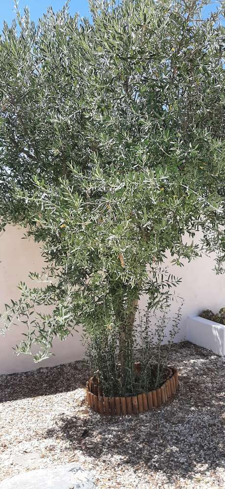 Oportunidade no coração do Alentejo! Moradia térrea T4 em Safara! Uma-40