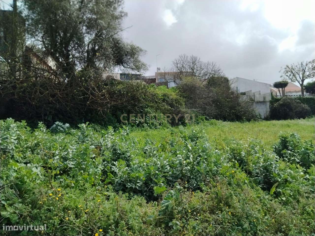 Terreno Rústico no Centro de Maiorga - Grande imagem: 3/31