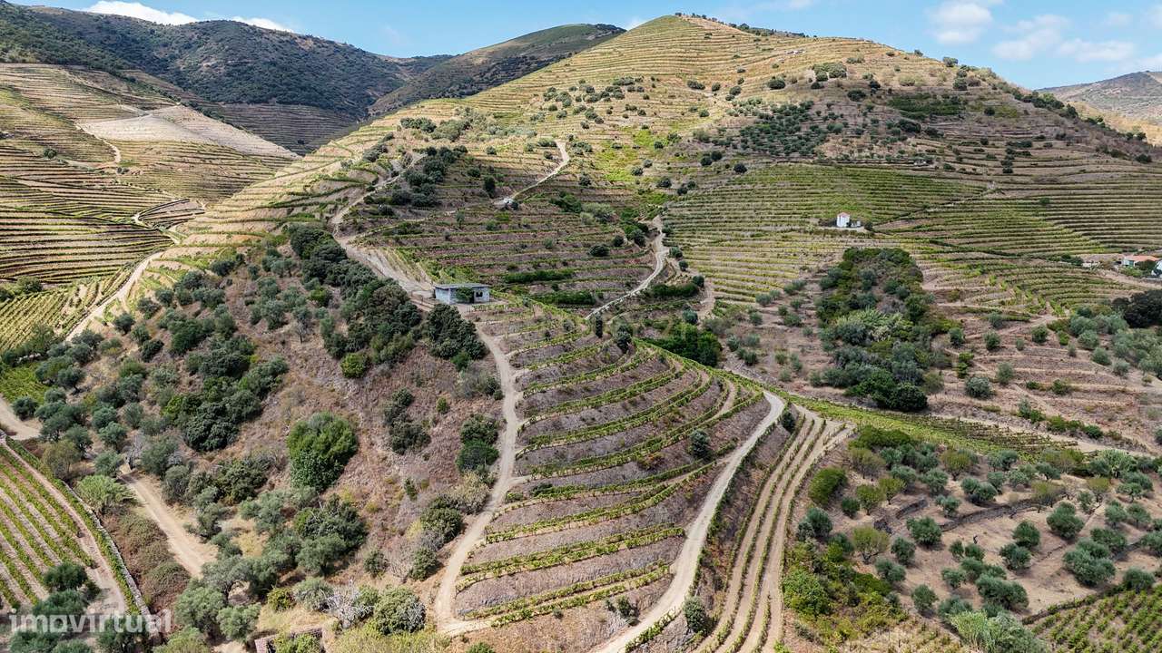 Farm with productive vineyard in the Douro Demarcated Region — São Joã-11