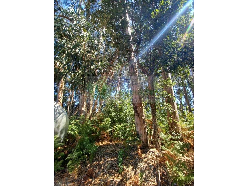 TERRENO URBANIZÁVEL EM ROCAS DO VOUGA COM 1.130m² - Grande imagem: 5/10