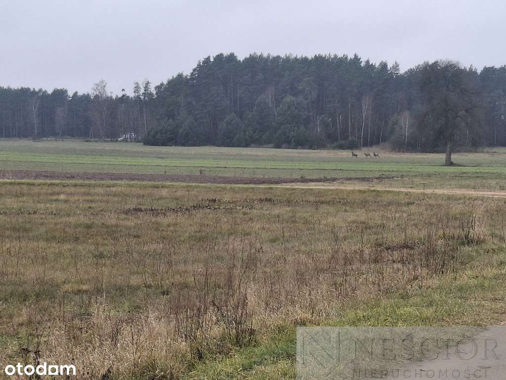 5,3 ha pod agroturystykę lub stadninę - Pełny obrazek: 2/10