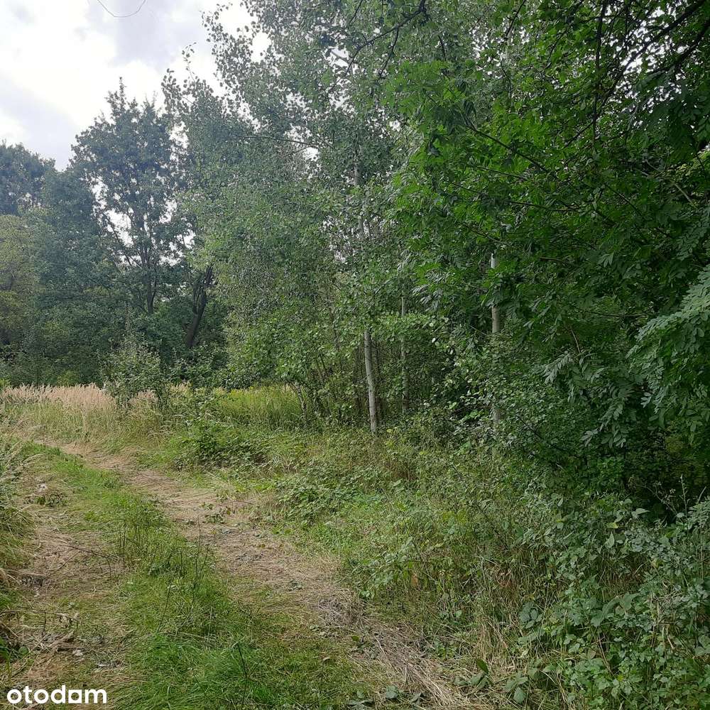 Działka budowlana Aleksandria, Puszcza Mariańska-12