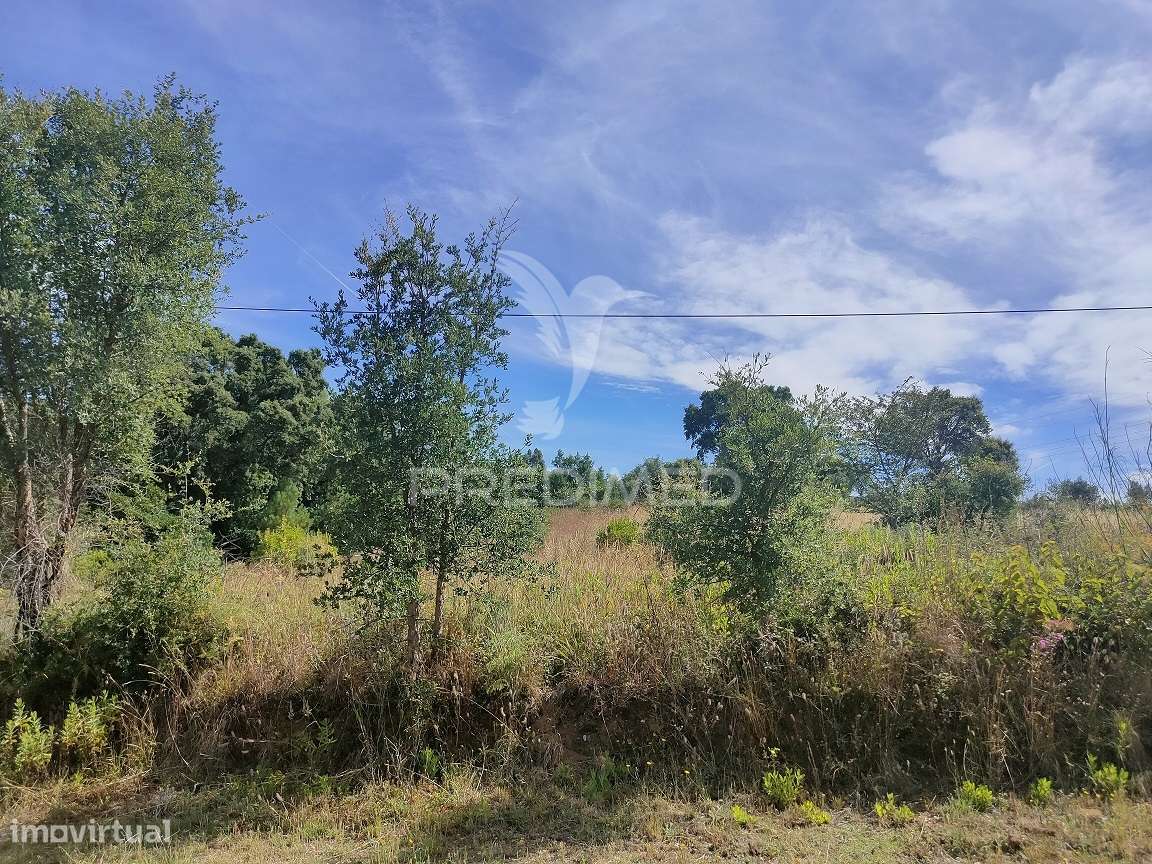 Terreno Rústico - Pai de Aviz, Tomar - Grande imagem: 5/9