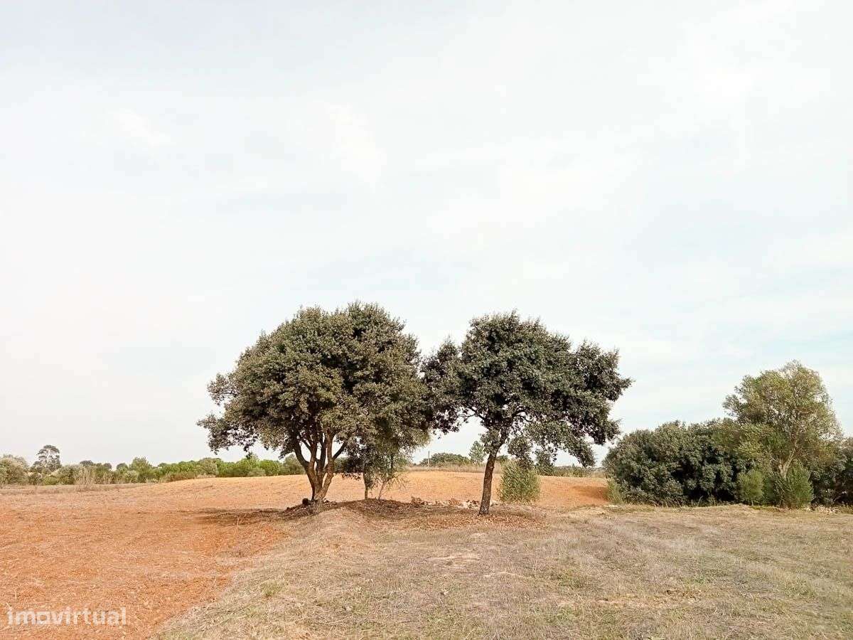 Terreno, 10 200 m², Achete, Azoia de Baixo e Póvoa de Santarém - Grande imagem: 2/7