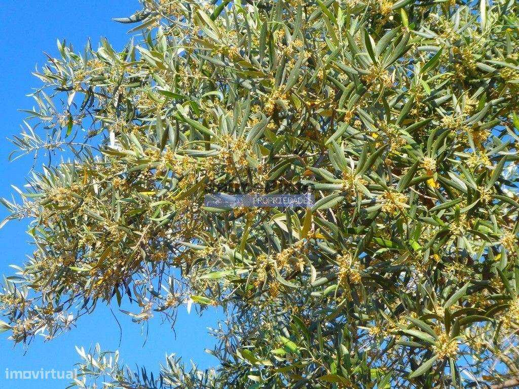 Olival 95.000m2, 980 oliveiras. Portugal, F. C. Rodrigo, Barca DAlva. - Grande imagem: 2/9