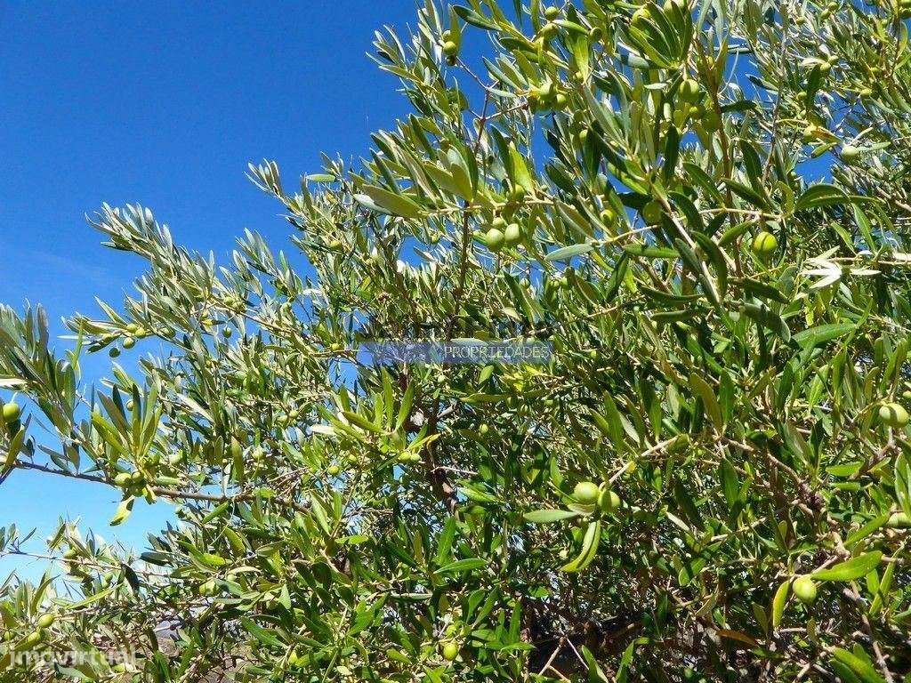 Propriedade 130ha com Olival, Vinha, Floresta. Portugal, Guarda, F.... - Grande imagem: 5/10