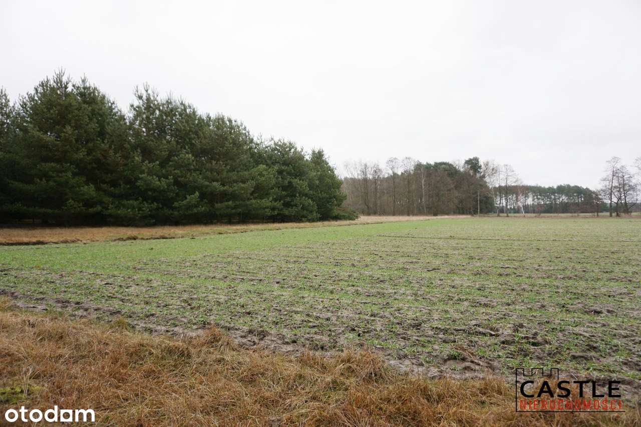Działka pod lasem - bajkowe otoczenie natury - Pełny obrazek: 4/6