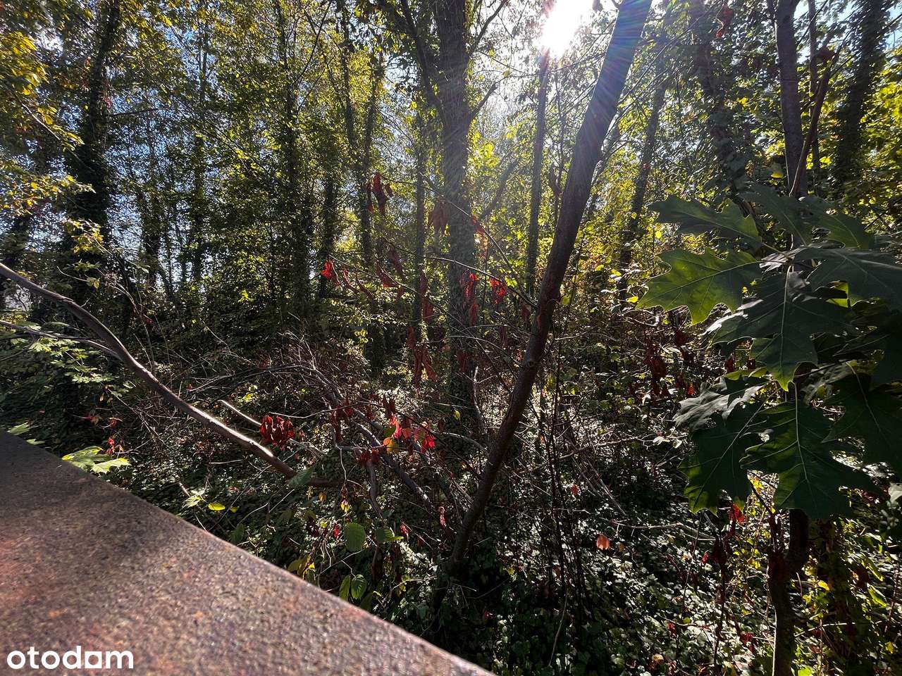 Działka 2376 m² z MPZP – Międzyborów media.-10