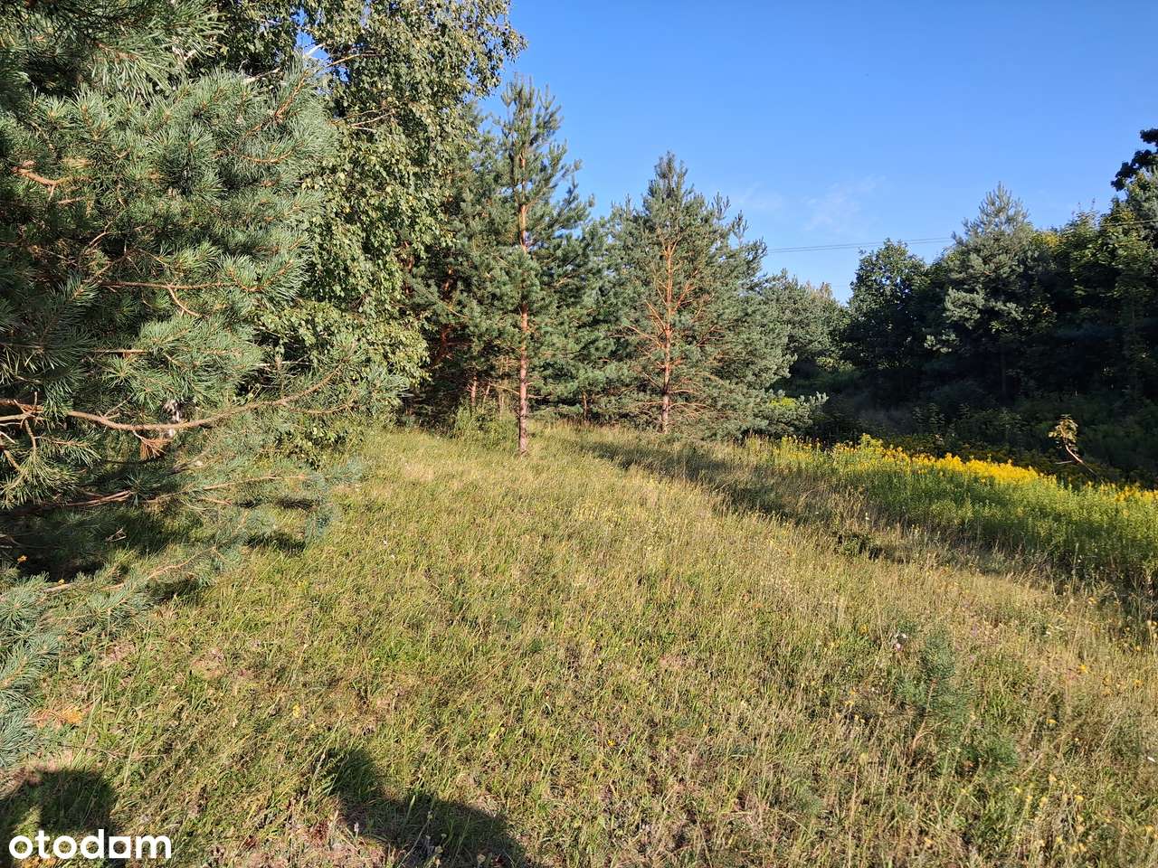 działka budowlana z widokiem na Puszczę Kampinoską Korfowe - Pełny obrazek: 2/4