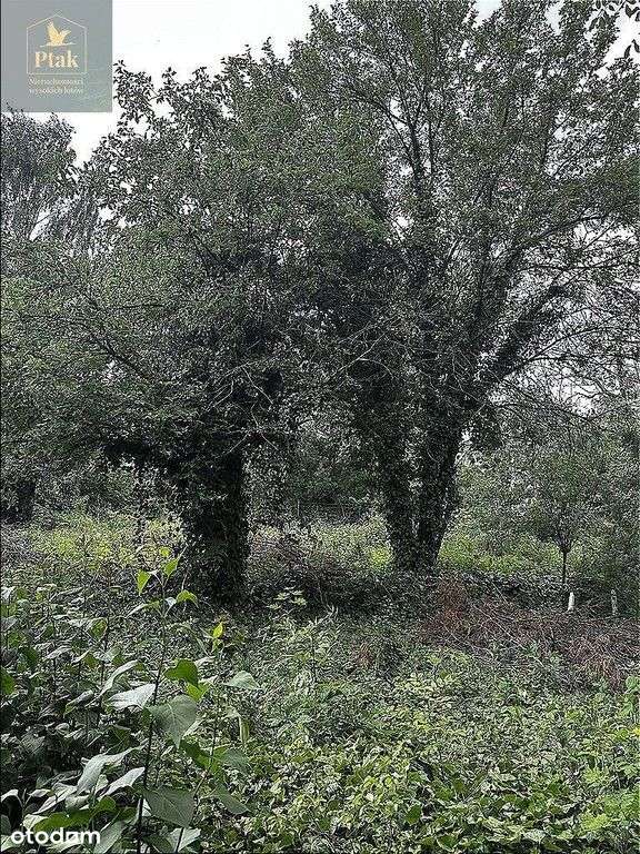 Naramowice, Winogrady dzi. 1702m szer 33m, drzewa.-7