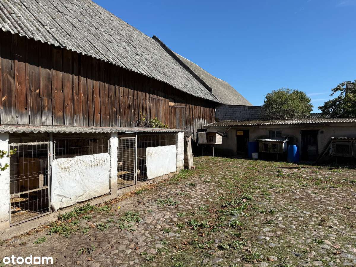 Duża działka z domem i zabudowaniami- Padniewko, gm. Mogilno - Pełny obrazek: 5/10