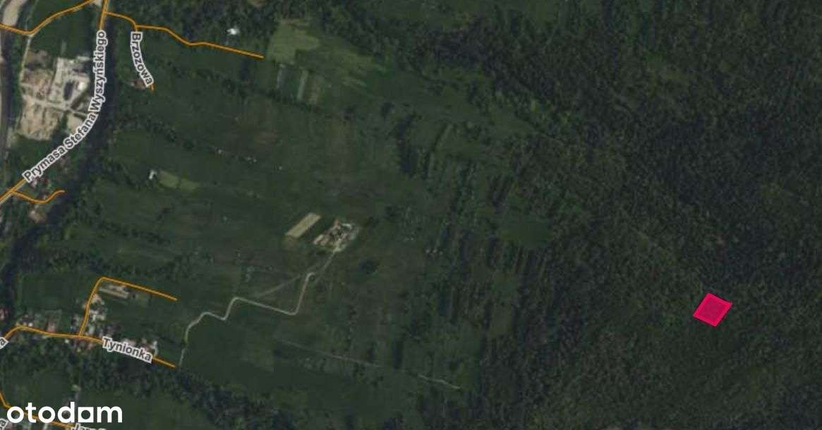 Duża działka leśna sprzedaż Cisiec - Pełny obrazek: 5/7