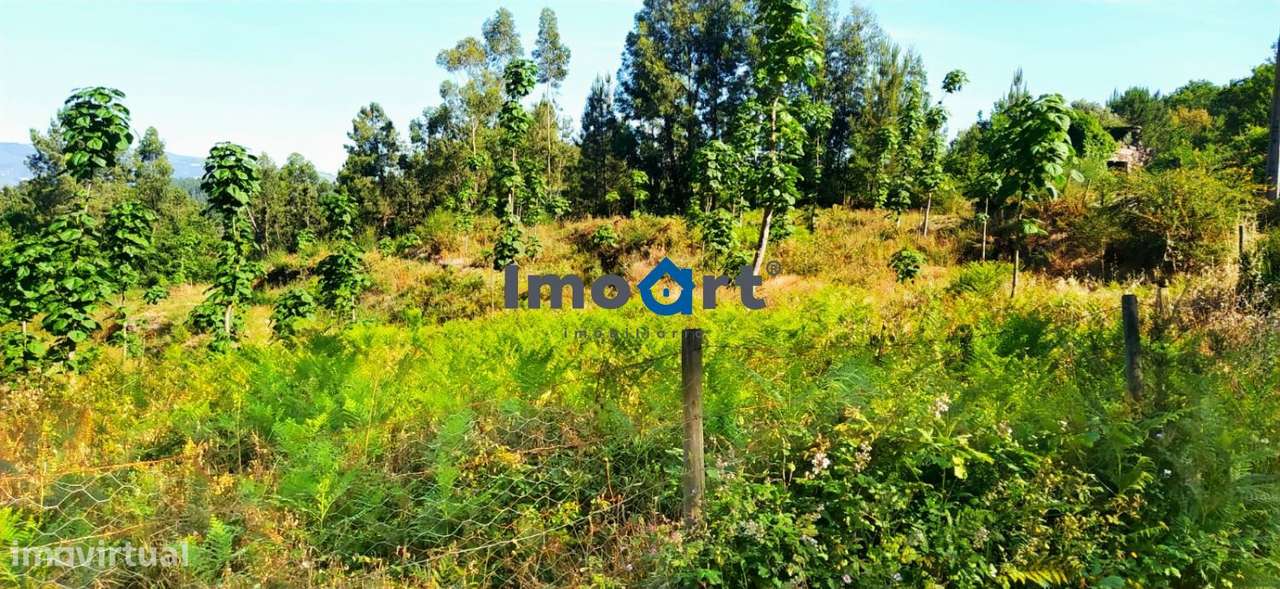 Terreno com nascente de Água!-8