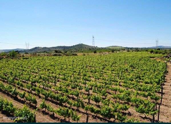 Quinta perto de Freixo de Numão - Grande imagem: 2/6