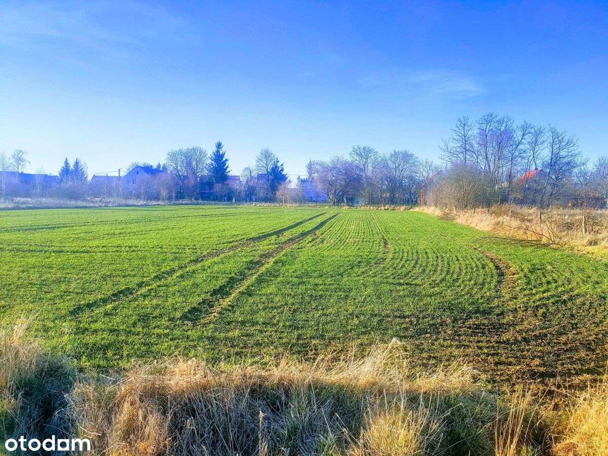 Spalona- 2 działki budowlane - Pełny obrazek: 2/7