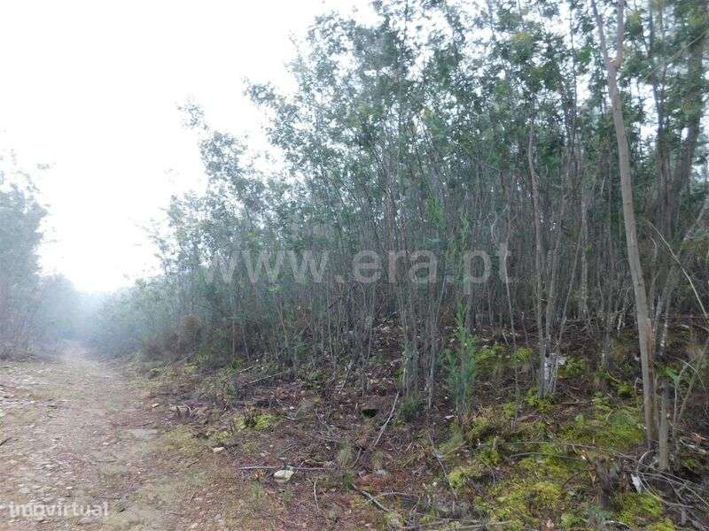 Terreno Rústico / Fundão, Souto da Casa - Grande imagem: 1/5