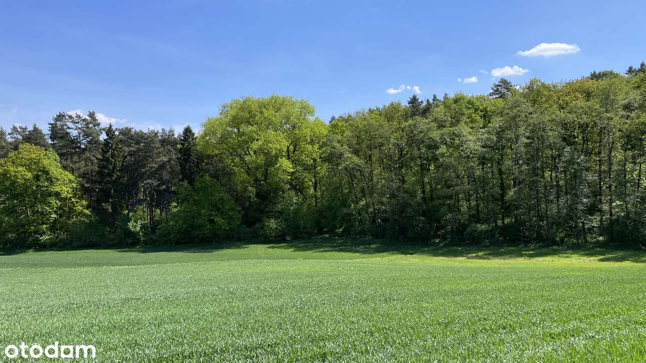 Widokowa otoczona lasem, perełka dla wielbicieli natury - Pełny obrazek: 4/6