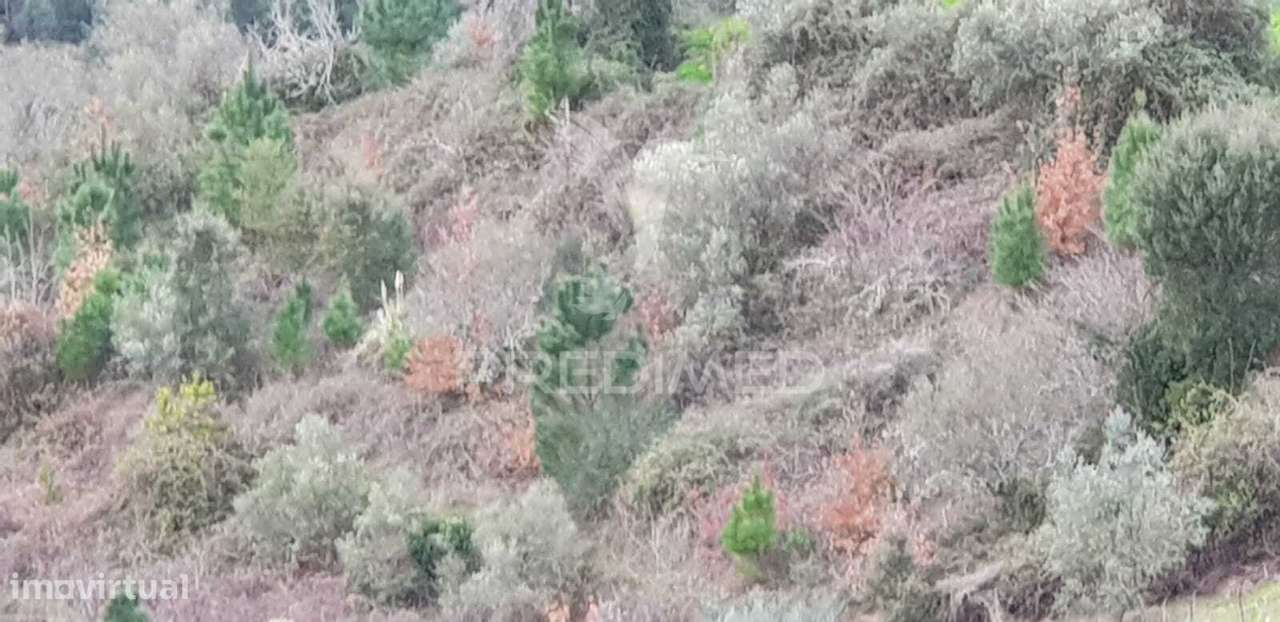 Terreno Rústico - Grande imagem: 2/2