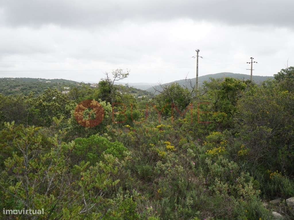 Terreno Rústico Privado em Estoi - Olival e Amendoal a 5 Minutos da... - Grande imagem: 3/4