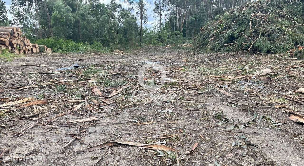 Terreno todo de construção com 15.000m2 e 205m frente em S. Mamede ... - Grande imagem: 5/7
