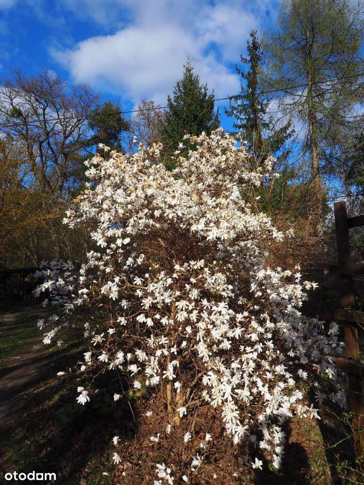 Dom położony na dużej zalesionej działce.-6