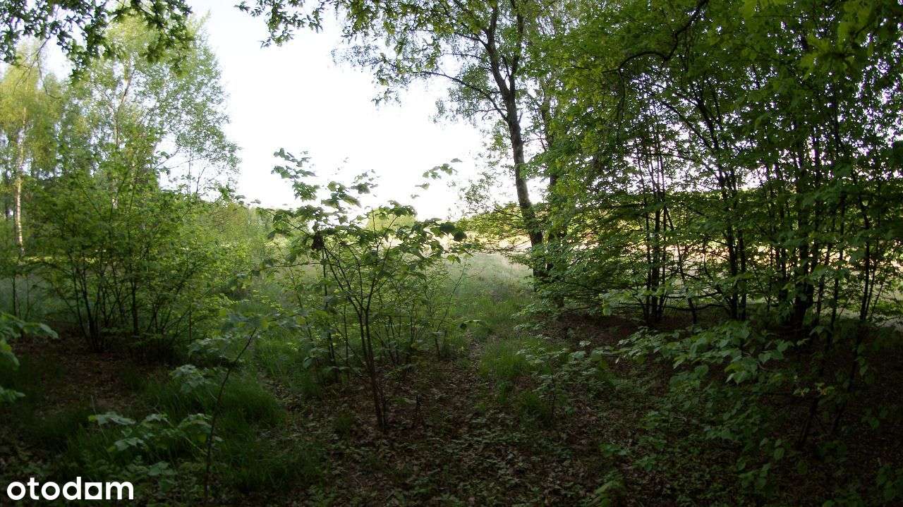 Rybnik - Malownicza działka leśna na sprzedaż-6