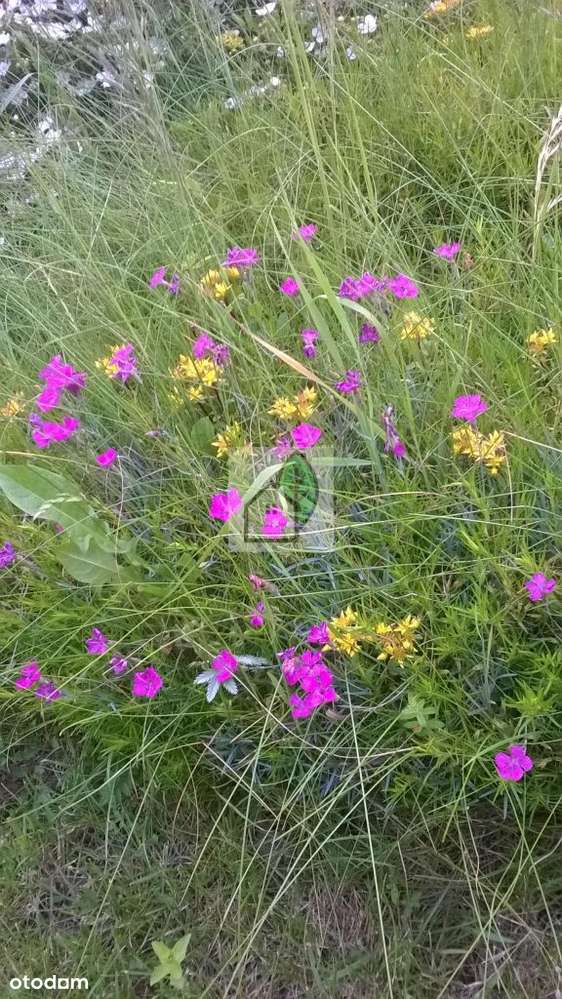 pozwolenie na budowę 16 lokali w Baszkówce, s-7 - Pełny obrazek: 4/4