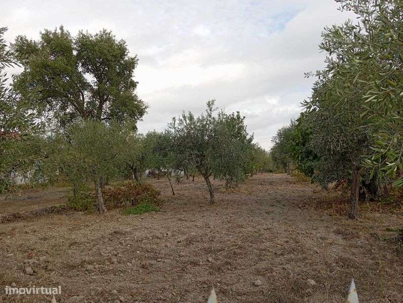 Imóvel, quinta muito sossegada - Grande imagem: 4/12