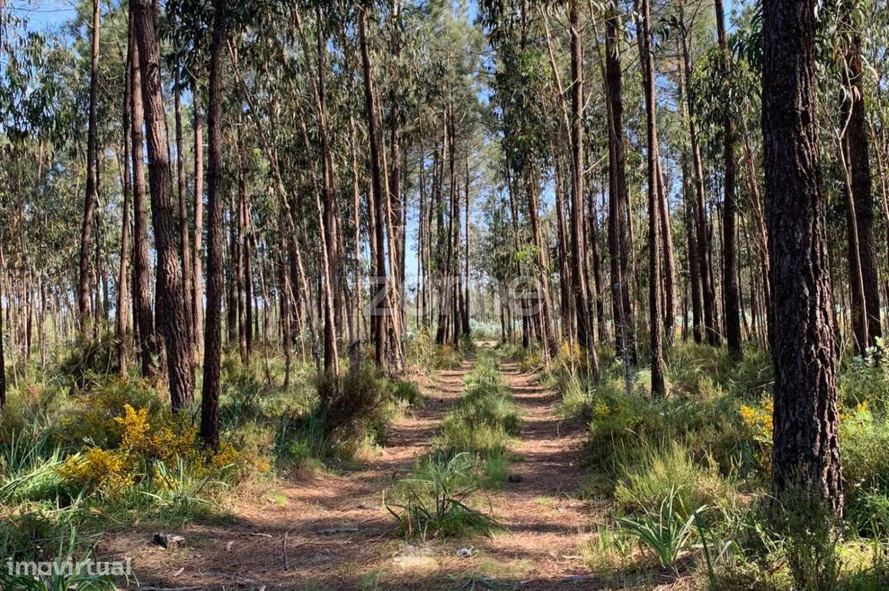 Terreno Rustico - Grande imagem: 4/15