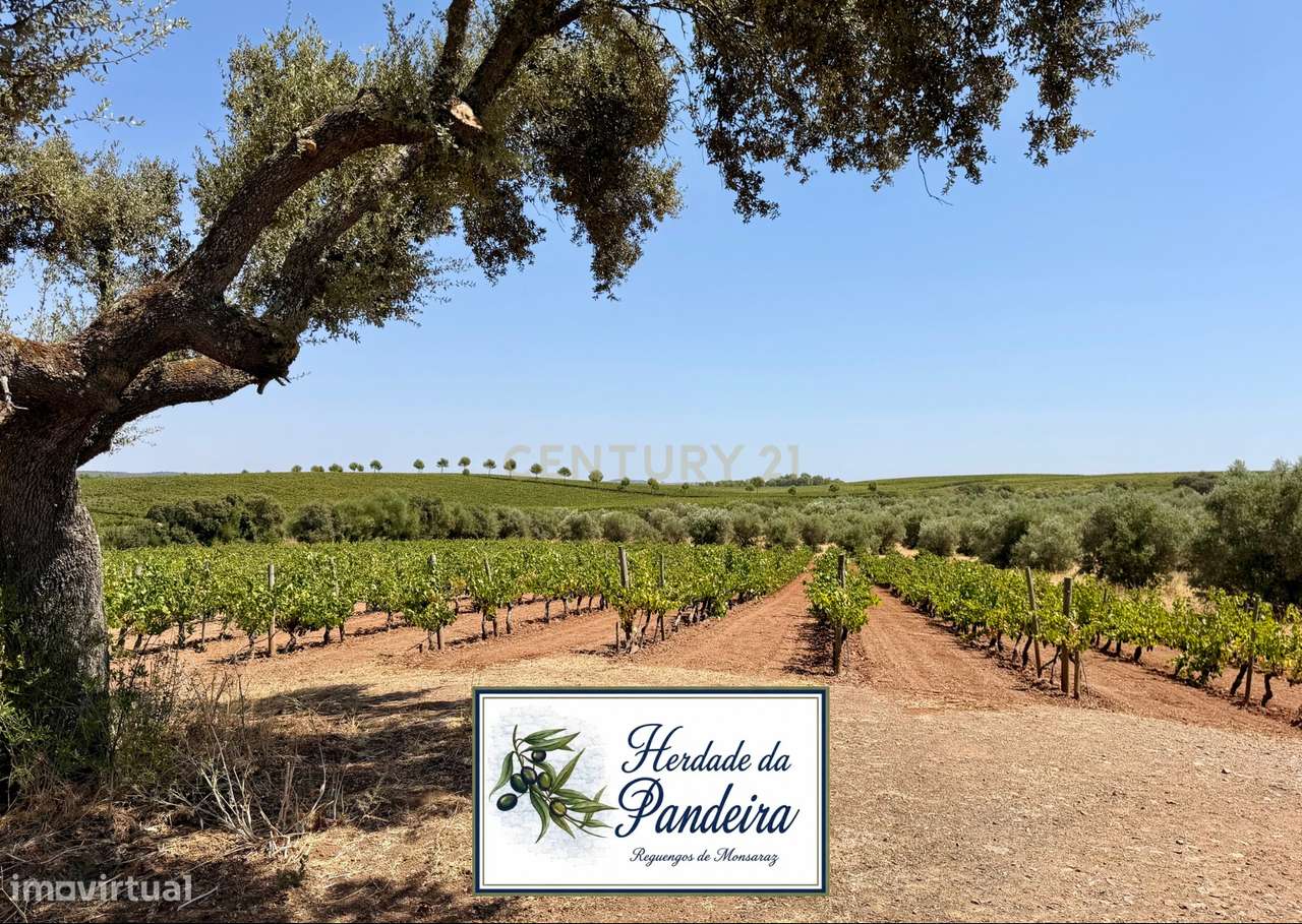 Herdade de Pandeira, Vinha e Olival em Produção em Reguengos de Monsar-0
