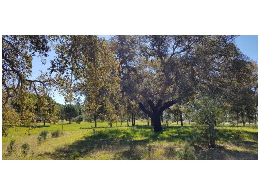 TERRENO (2,38ha) a 30 Km das Praias. - Grande imagem: 5/11