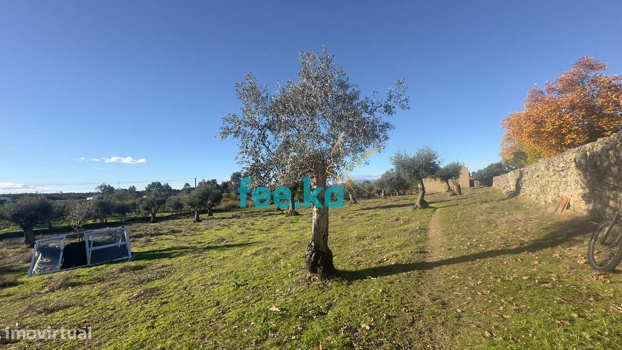 Quinta em Escalos de Baixo-1