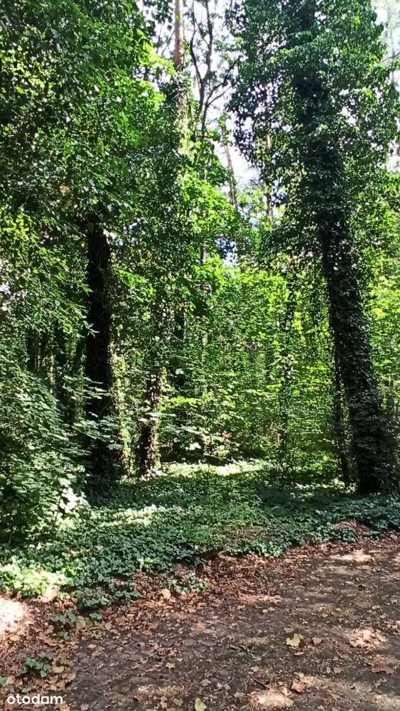 Zalesie Górne - działka mieszkaniowo usługowa z dorodnym starodrzewem-3