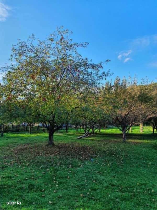 Puciosa Moreni Valea Lunga Sat Izvoru 20000mp teren de vanzare-15